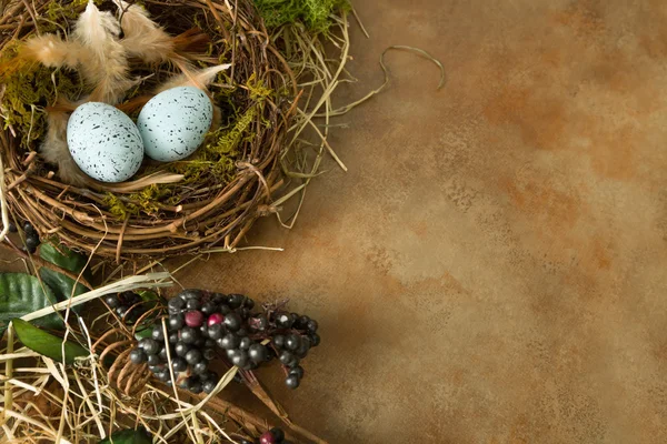 Canto com ninho e ovos — Fotografia de Stock