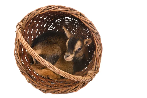 Baby goat in basket — Stock Photo, Image