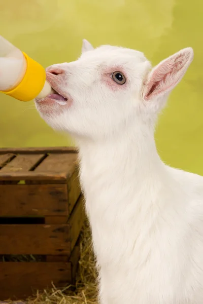 Kůzlátko s lahví mléka — Stock fotografie