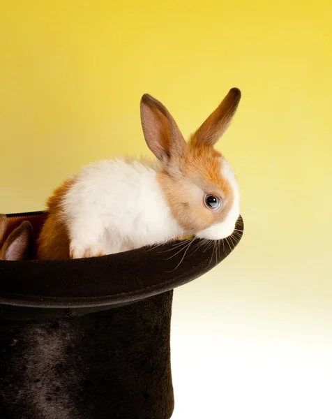 Konijn in een hoge hoed — Stockfoto