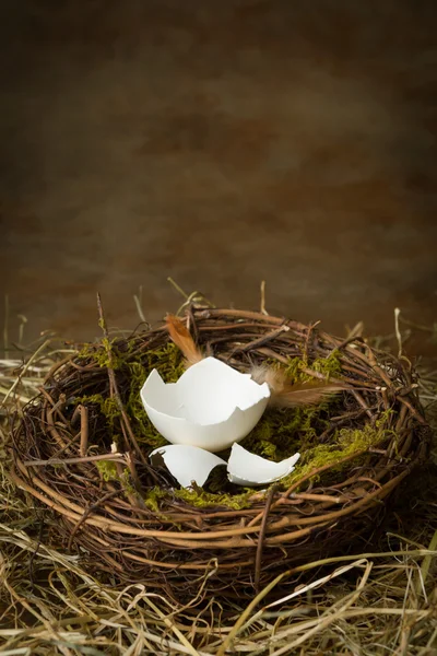 Abandoned nest — Stock Photo, Image