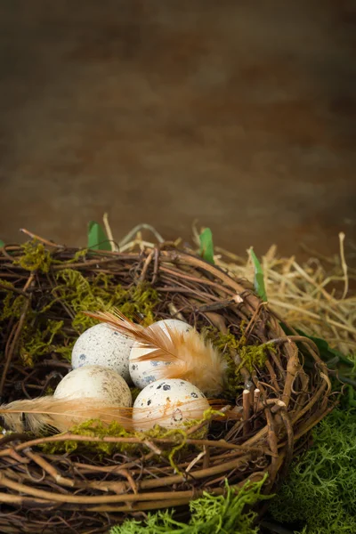 Gesprenkelte Eier im Nest — Stockfoto