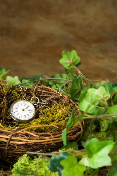 Old watch in nest — Stock Photo, Image