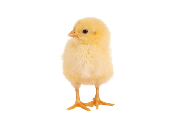 Letar du påsk chick — Stockfoto