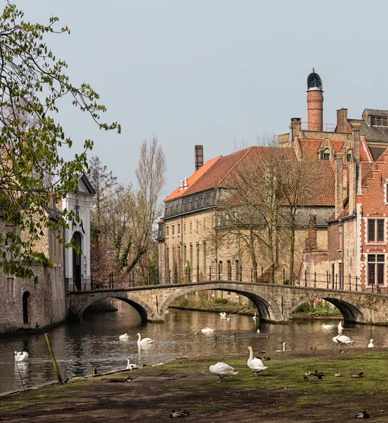 Minnewater park in Bruges — Stock Photo, Image