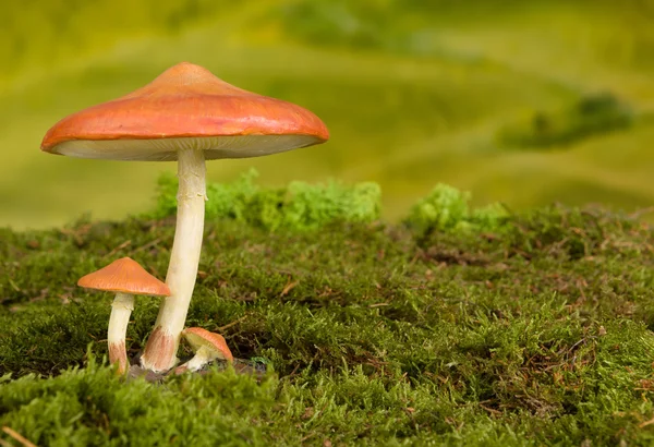 Toadstool background for fairytale — Stock Photo, Image