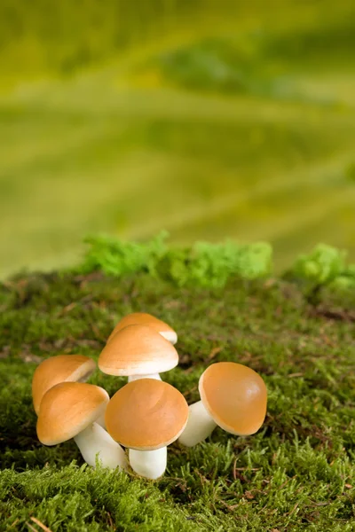버섯 동화 배경 — 스톡 사진