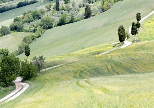 Toscaanse weg en cipres bomen — Stockfoto