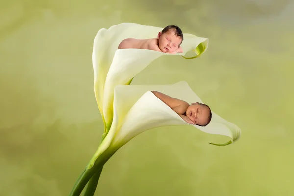 Mixed race babies in a flower — Stock Photo, Image