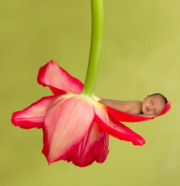 Sleeping baby in red flower cradle — Stock Photo, Image