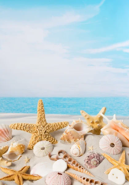 Deniz yıldızı ve deniz kabukları — Stok fotoğraf