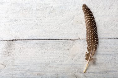 Sülün feather wood