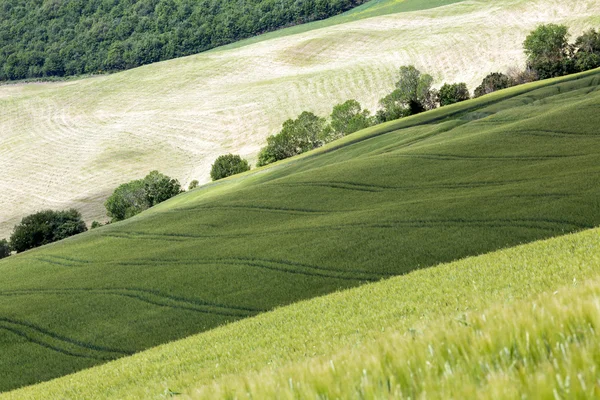 Colori verdi della Toscana — Foto Stock