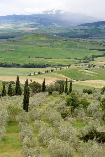 Olivos en Toscana — Foto de Stock