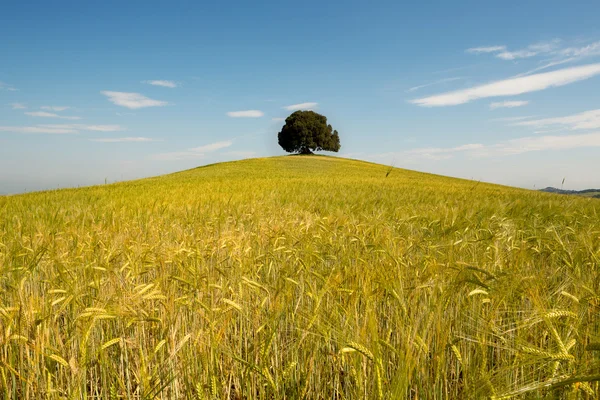 Árbol único en campo de trigo — Foto de Stock