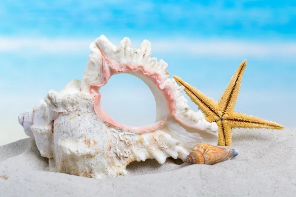 Schelpen en starfish — Stockfoto