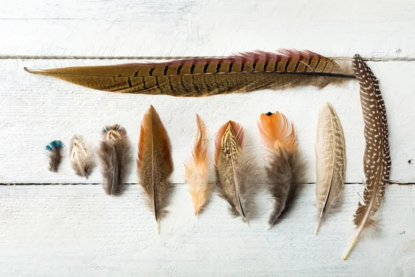 Plumas de faisán — Foto de Stock