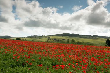 Toskana haşhaş hills