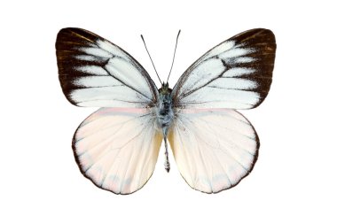 Beyaz kelebek