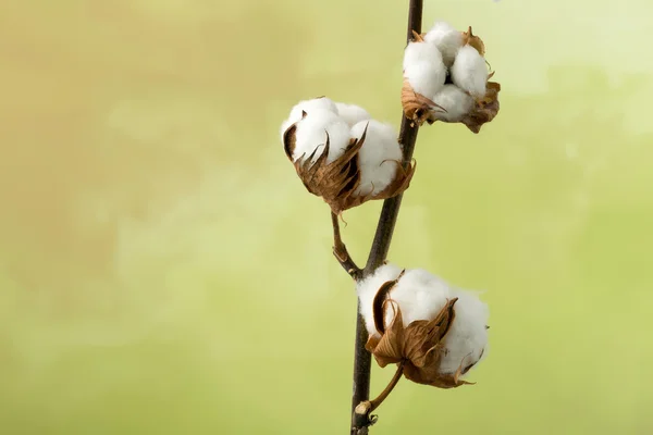 Planta de algodón con espacio de copia — Foto de Stock