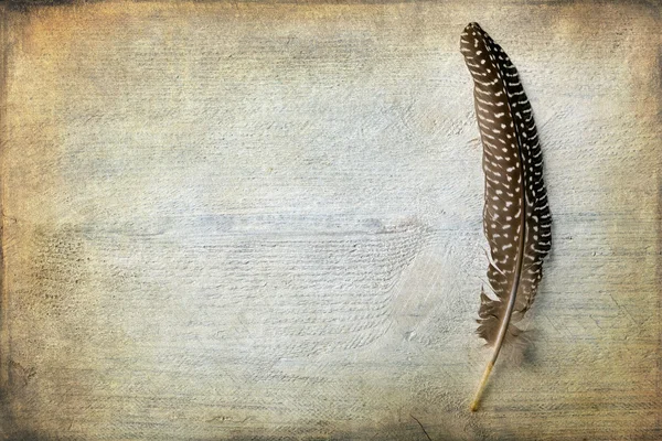 Pheasant feather with texture — Stock Photo, Image