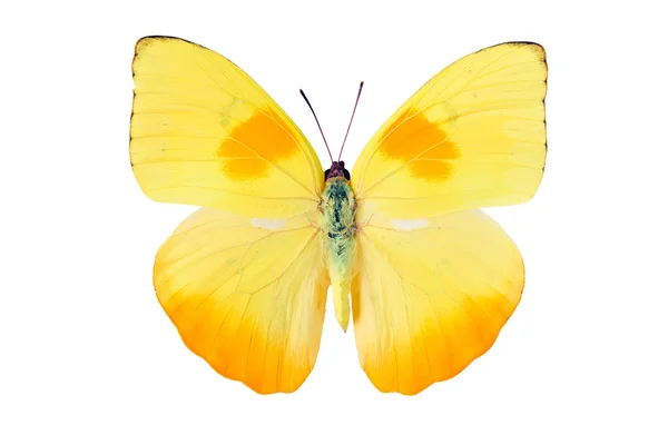 Butterfly vitfjärilar — Stockfoto