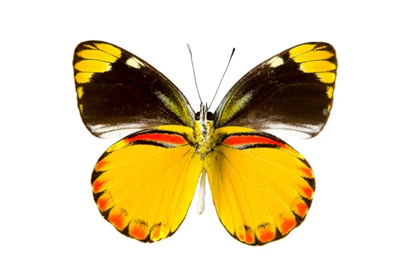 Borboleta de Timor Gull — Fotografia de Stock