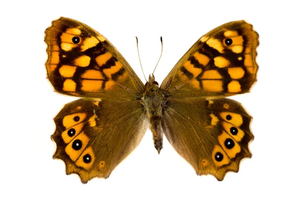 Kahverengi kelebek — Stok fotoğraf