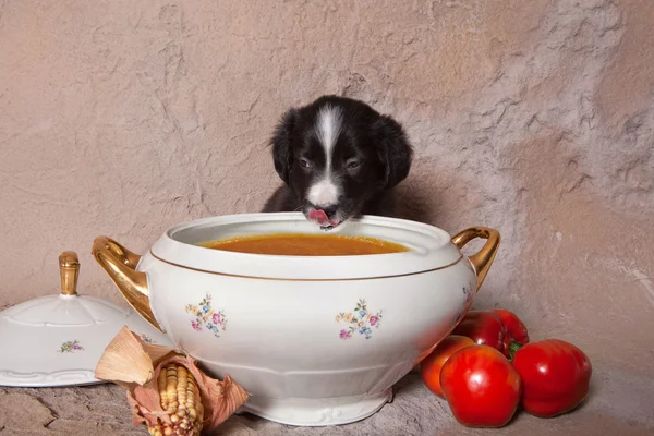 Puppy soup lover — Stock Photo, Image