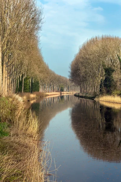 Flandes pacíficos — Foto de Stock