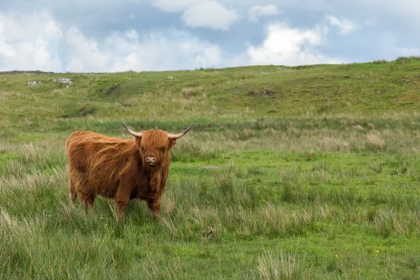 Schottisches Hochlandrind — Stockfoto