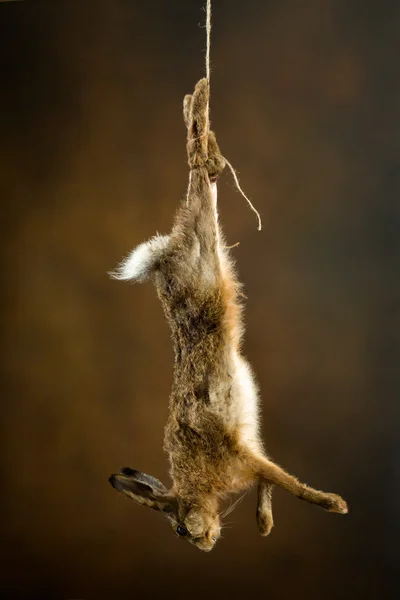 Hanging hare — Stock Photo, Image