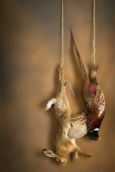 Мертвий фазан і зайчик — стокове фото