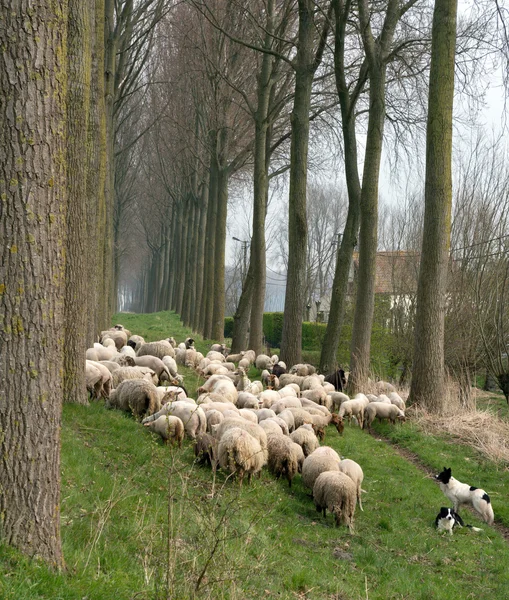 Sheepdogs and flock in Belgium — Stock Photo, Image