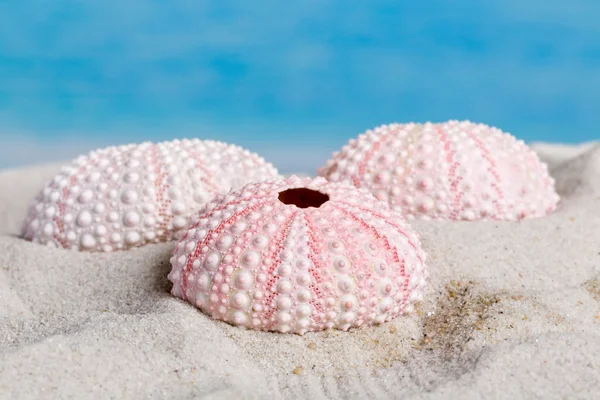 Sea urchins on beach — Stock Photo, Image