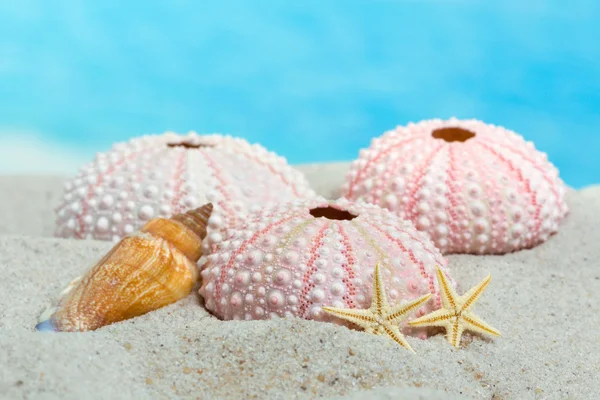 Ježky a hvězdice na pláži — Stock fotografie