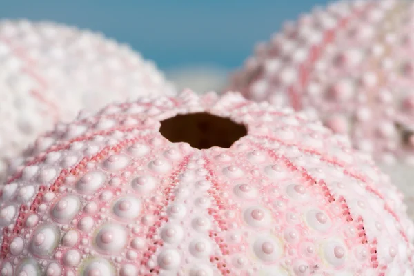 Pembe deniz kestanesi — Stok fotoğraf