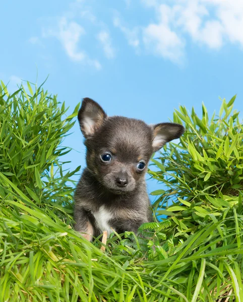 Puppy dog in high grass — Stock Photo, Image