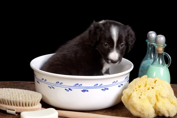 Cachorrinho preto em um banho — Fotografia de Stock