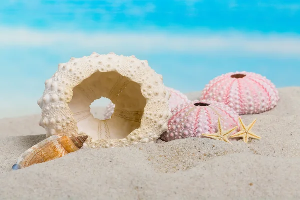 Beach still life — Zdjęcie stockowe