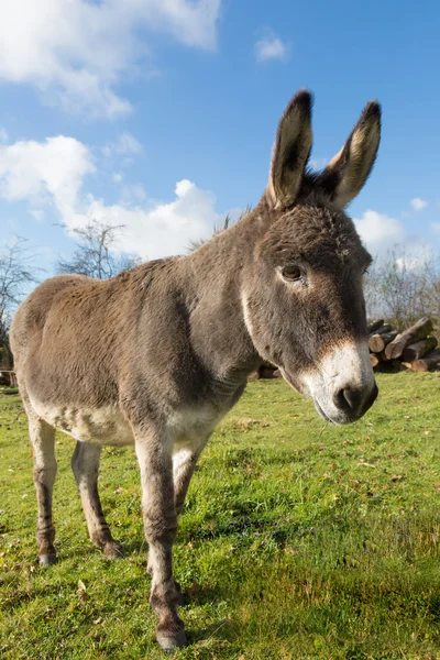 Gray donkey — Stock Photo, Image