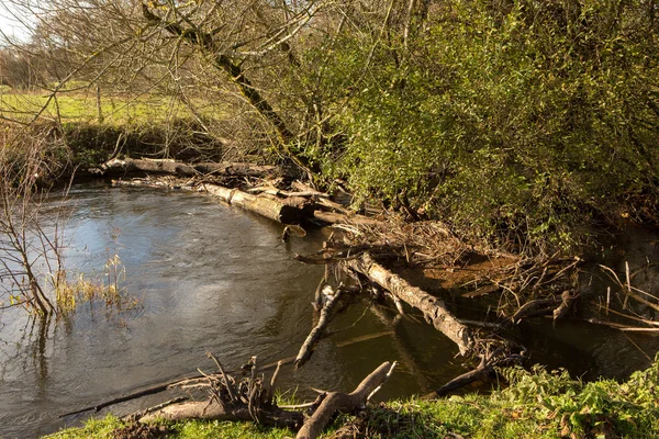 Beaver dam i floden — Stockfoto