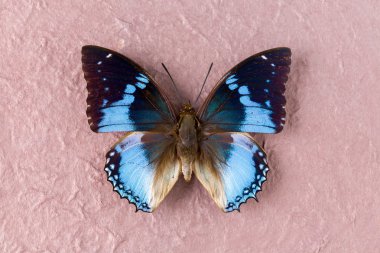 Western mavi Charaxes kelebek