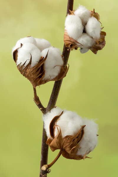 Хлопковый завод 