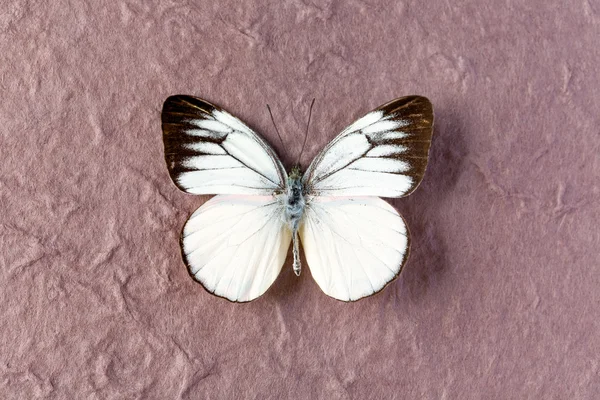 Timor Gull borboleta branca — Fotografia de Stock