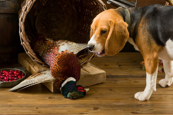 Beagle smelling pheasant