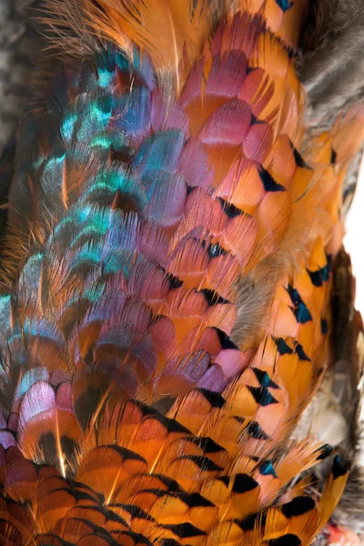 Feathers of a pheasant — Stock Photo, Image