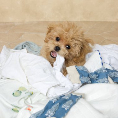 11 haftalık sevimli Maltipoo yavrusu bir yığın çamaşırın üstünde yaramazlık yapıyor.