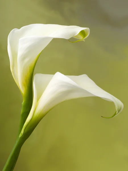 Pair of calla flowers — Stock Photo, Image