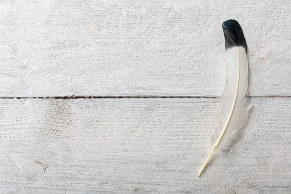 Pluma de águila sobre madera blanca — Foto de Stock